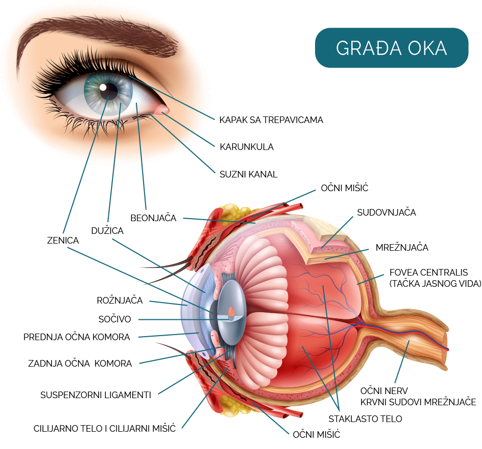 struktura oka