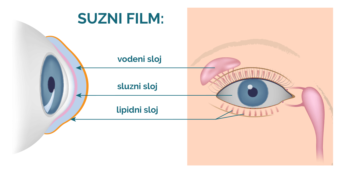 Suzni film čine 3 sloja: lipidni, vodeni i suzni sloj
