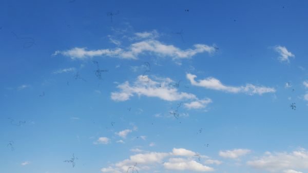Zamagljen vid i ablacija retine
